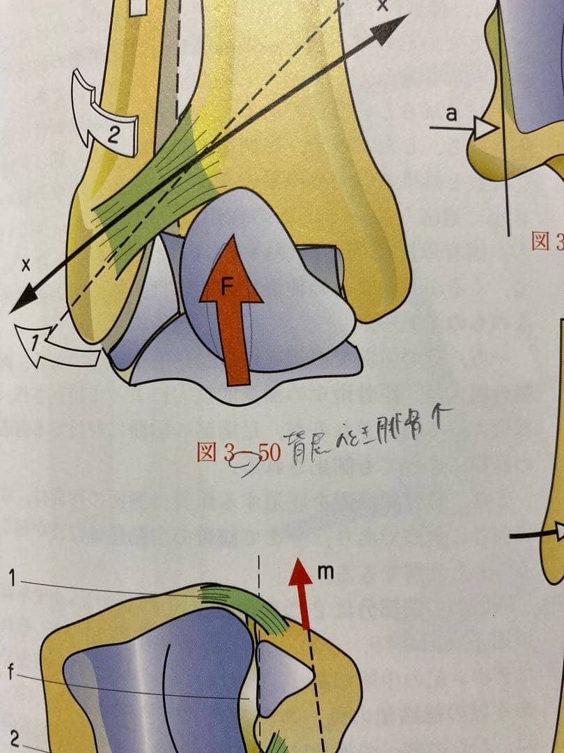 カパンディ関節の生理学 : カラー版 1-3 セット