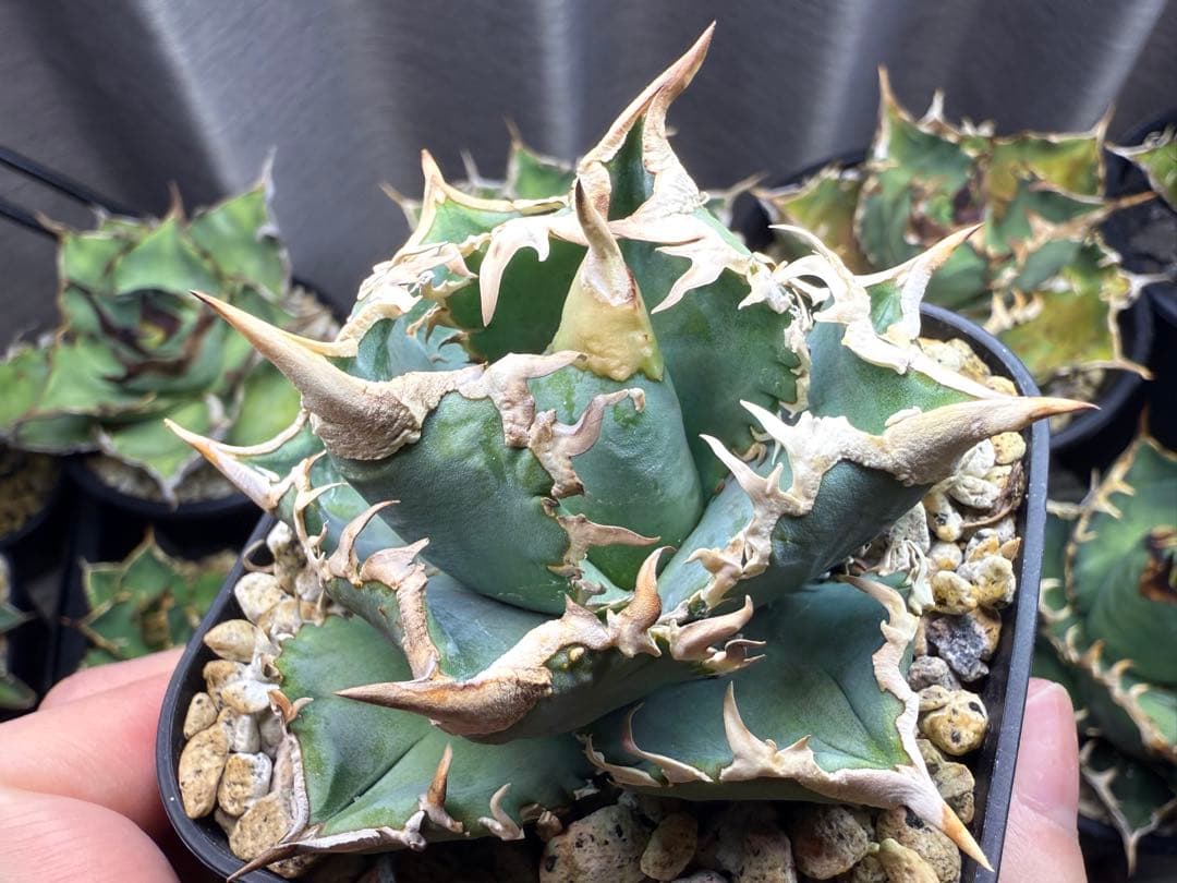 アガベ　オテロイ　CJspecial