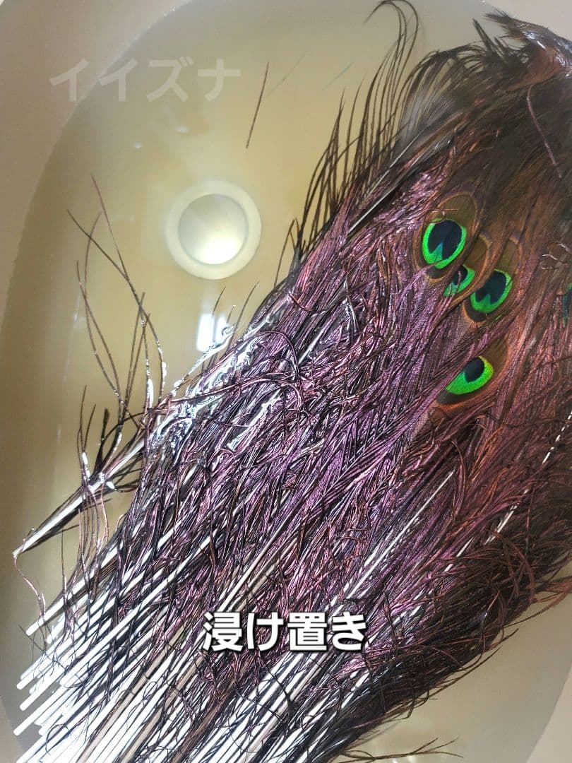 ピーコックアイ 100本 コエポン様ご依頼品