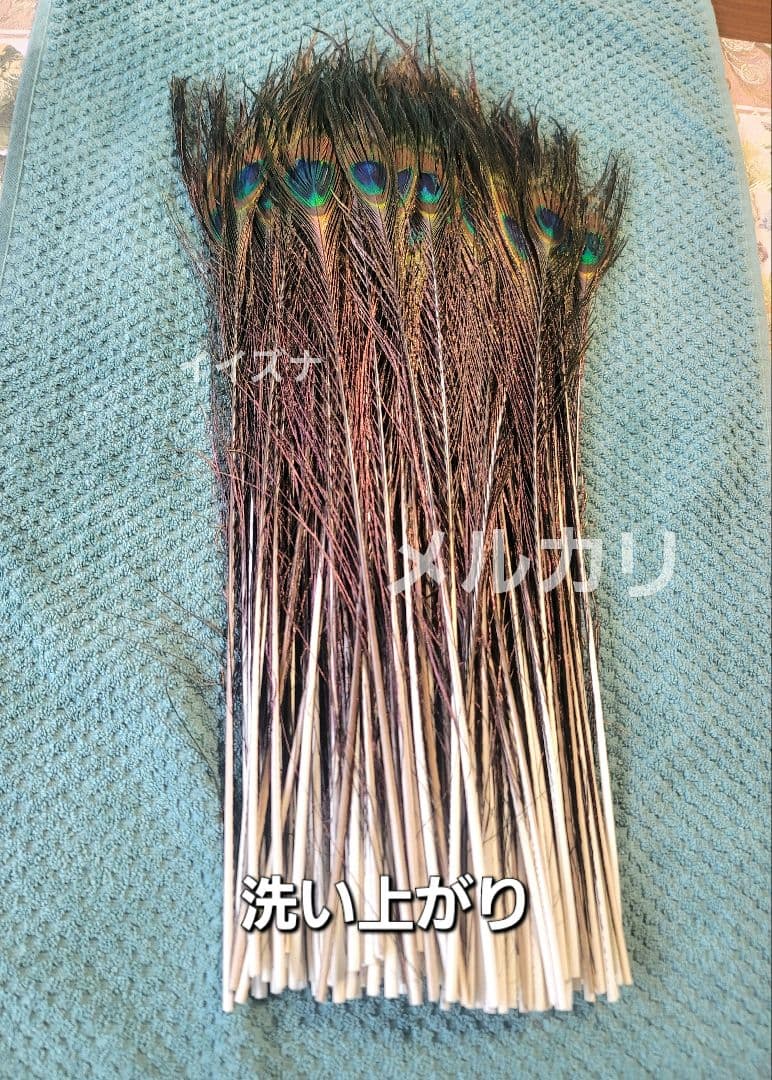 ピーコックアイ 100本 コエポン様ご依頼品