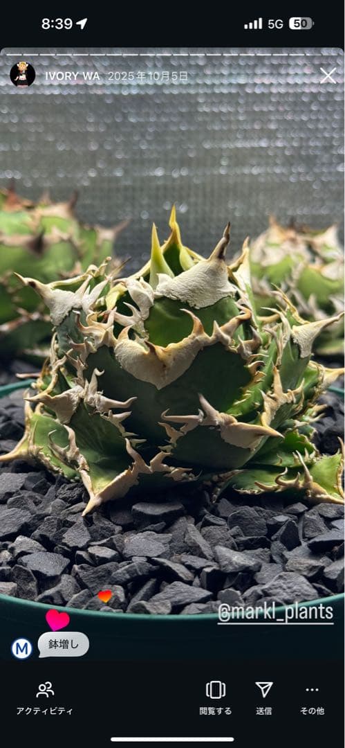 アイボリー　ivory wa