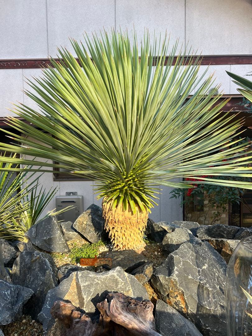 ロストラータ　ユッカ