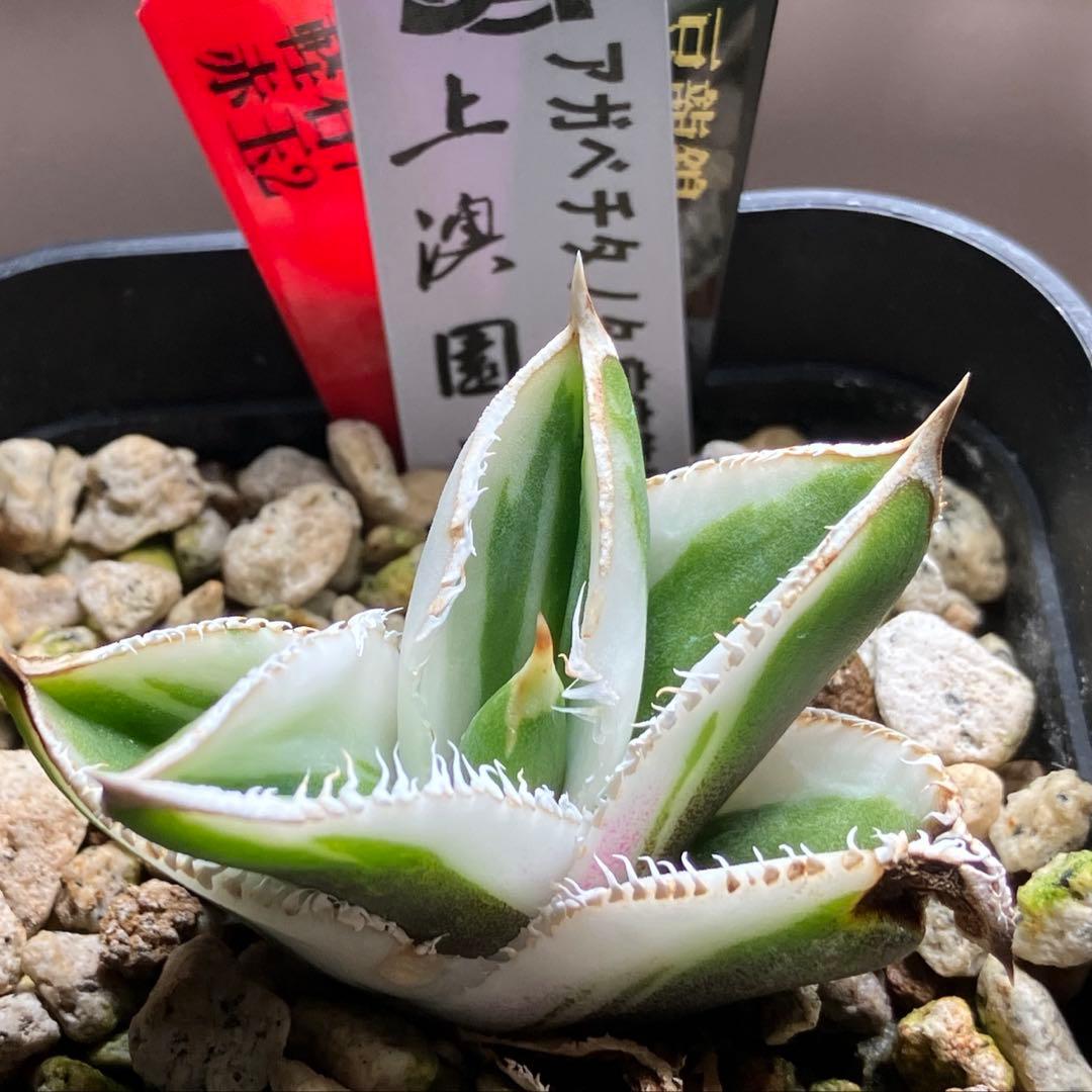 錦フェア【鉢ごと発送】速達　選抜　安定株　アガベ　豆豆龍錦　覆輪斑　TC