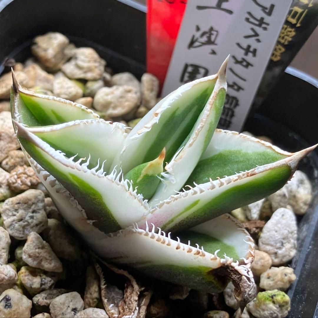 錦フェア【鉢ごと発送】速達　選抜　安定株　アガベ　豆豆龍錦　覆輪斑　TC