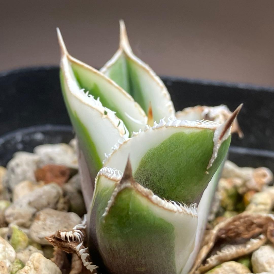 錦フェア【鉢ごと発送】速達　選抜　安定株　アガベ　豆豆龍錦　覆輪斑　TC