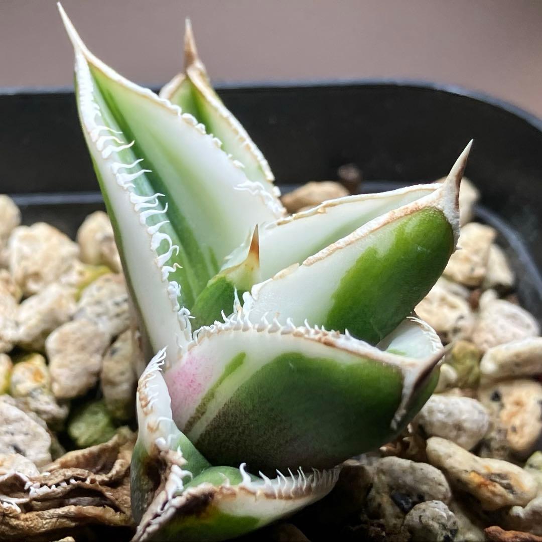 錦フェア【鉢ごと発送】速達　選抜　安定株　アガベ　豆豆龍錦　覆輪斑　TC