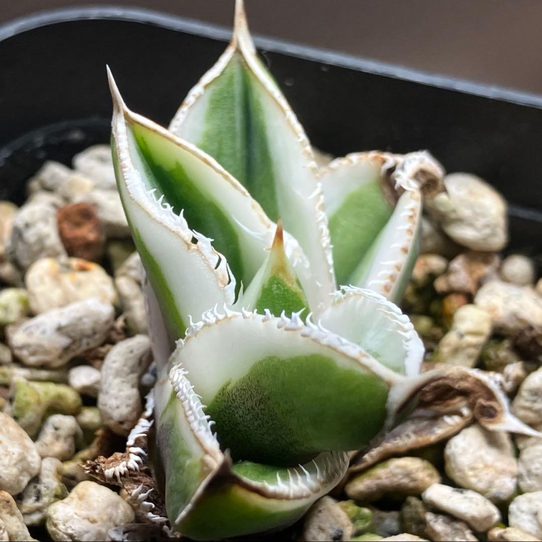 錦フェア【鉢ごと発送】速達　選抜　安定株　アガベ　豆豆龍錦　覆輪斑　TC