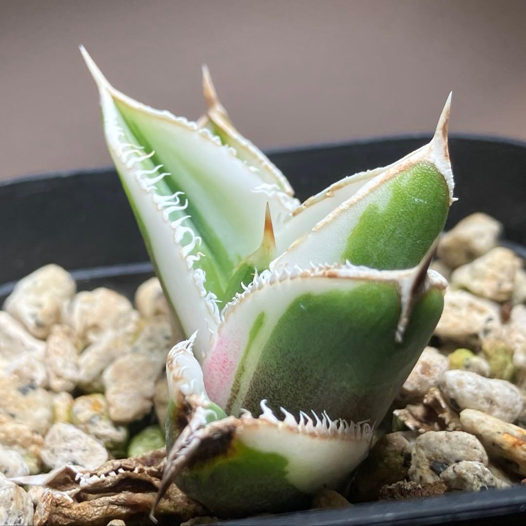 錦フェア【鉢ごと発送】速達　選抜　安定株　アガベ　豆豆龍錦　覆輪斑　TC