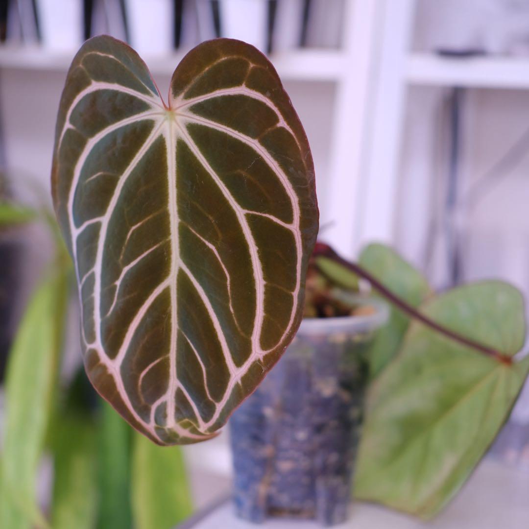 Anthurium Carlablackiae｜アンスリウム カーラブラッキー