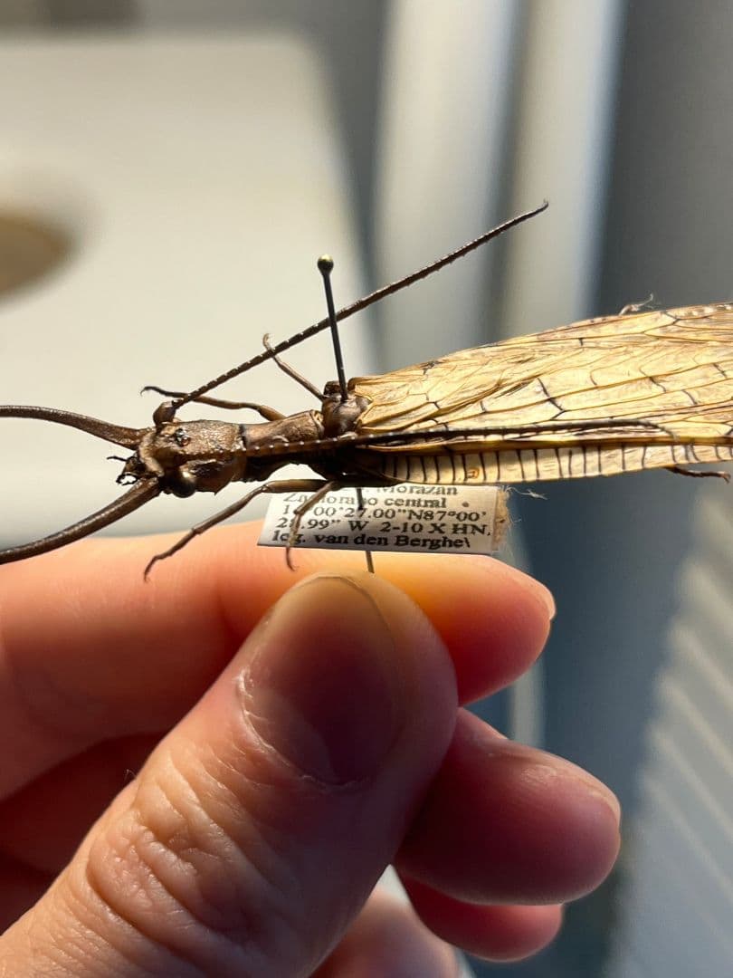 オオアゴヘビトンボ 産 奇蟲 タランチュラ ムカデ 標本 昆虫標本