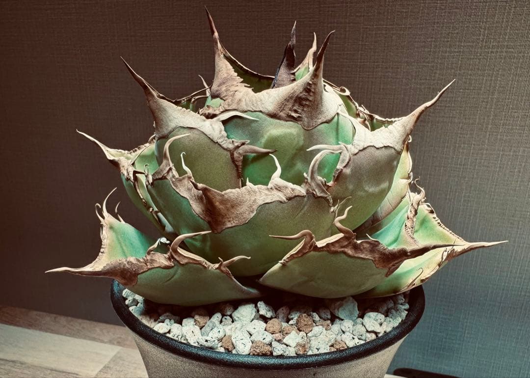 【大株】アガベ　チタノタ　黒豹