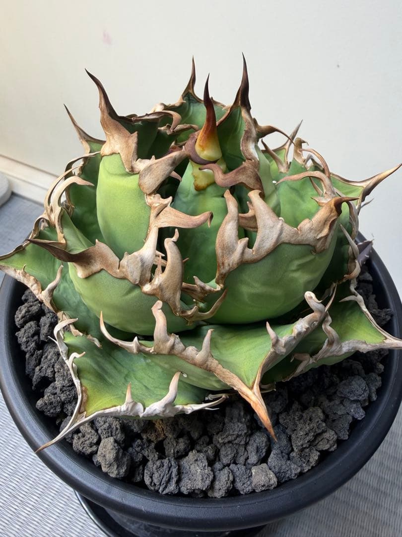 アガベ　シーザー　チタノタ　オテロイ