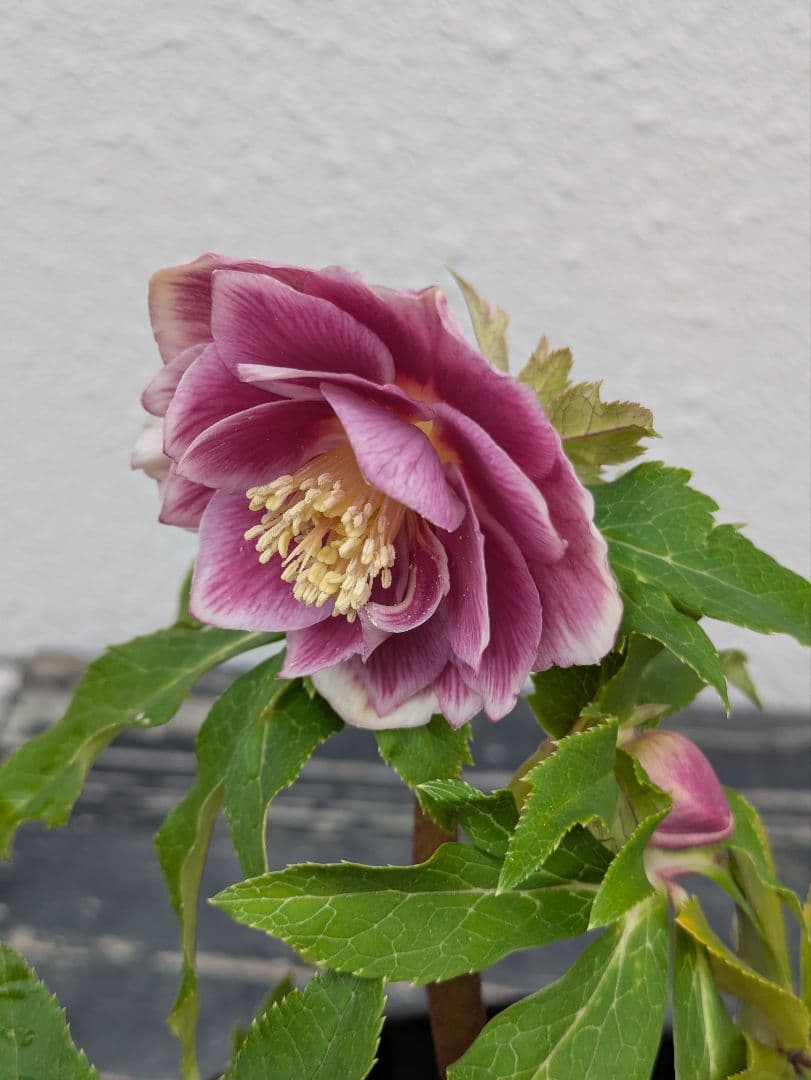 広瀬園芸 クリスマスローズ ソレイユdd｜鮮烈なグラデーションと美しい白抜け