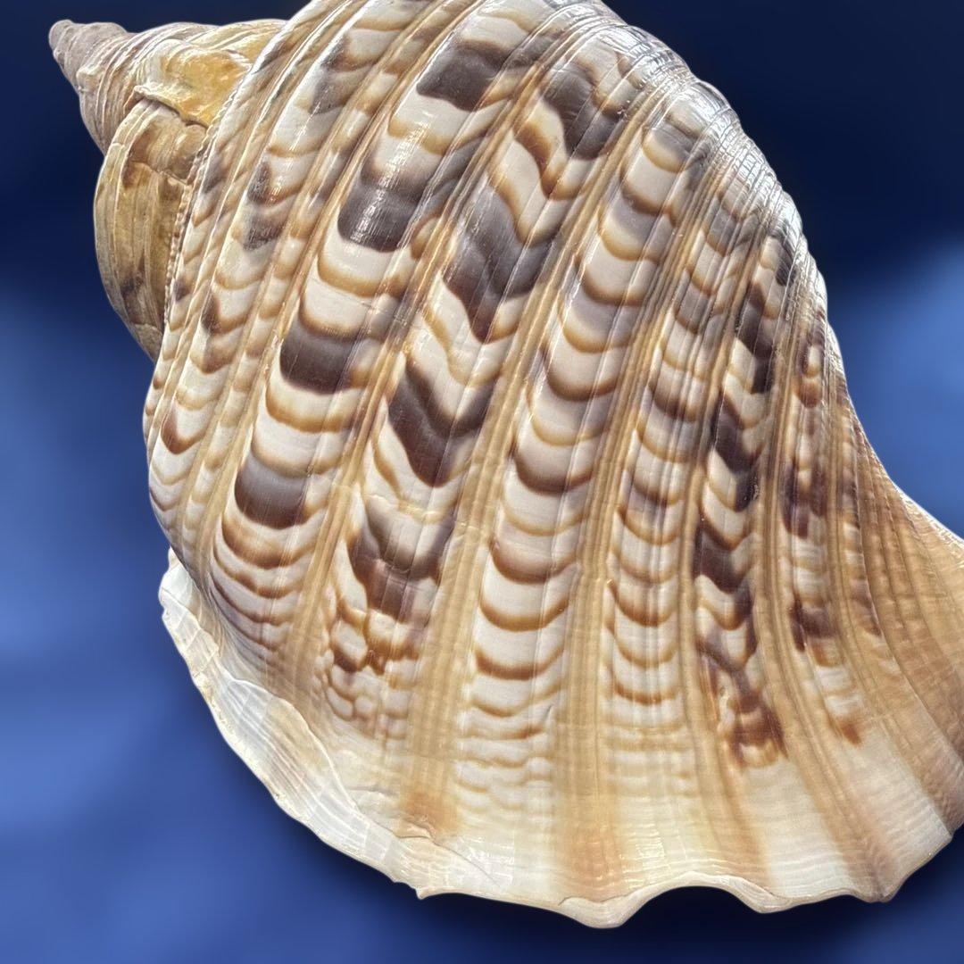 法螺貝　ホラ貝　ほらがい　三伏　魔除け　熊よけ