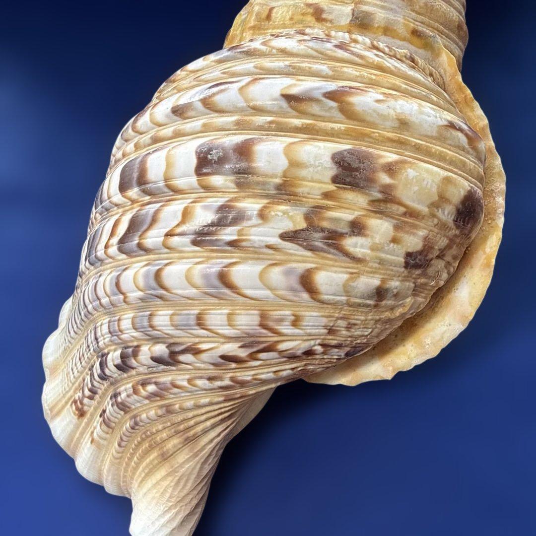 法螺貝　ホラ貝　ほらがい　三伏　魔除け　熊よけ