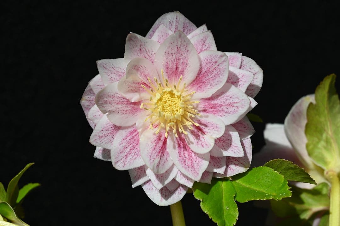 クリスマスローズ　認定プリマヴェーラホワイトゴールド　加藤農園