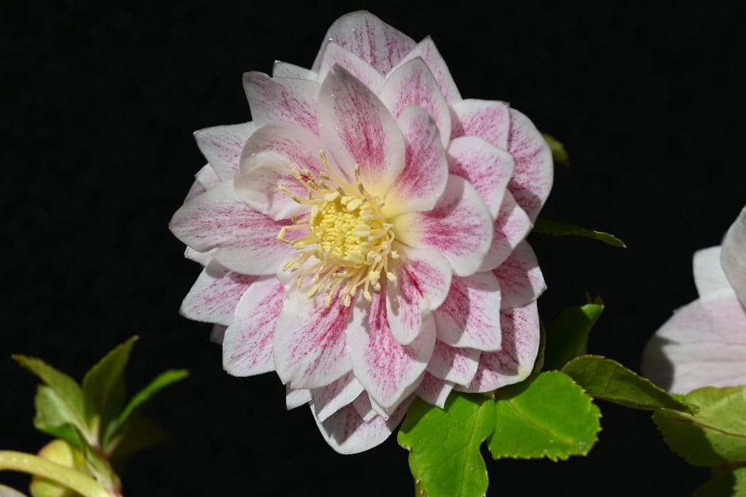 クリスマスローズ　認定プリマヴェーラホワイトゴールド　加藤農園