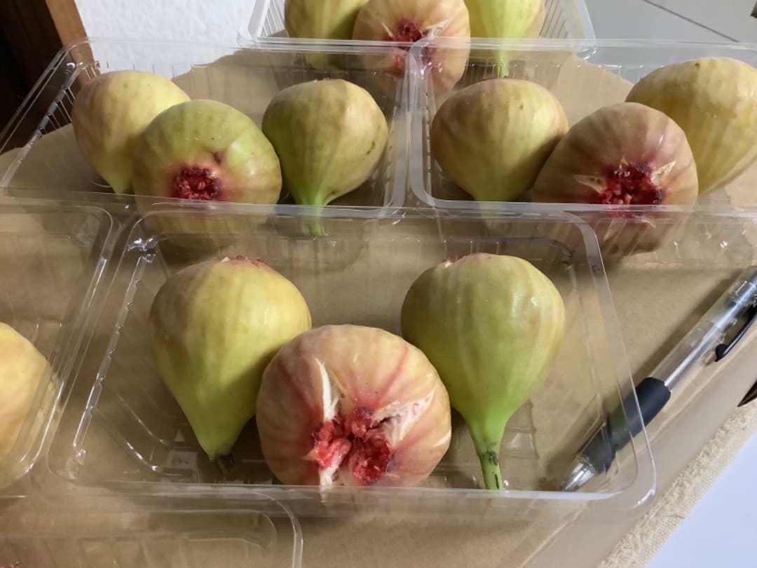 イチジク【蓬莱柿】挿し穂【日本無花果】200本