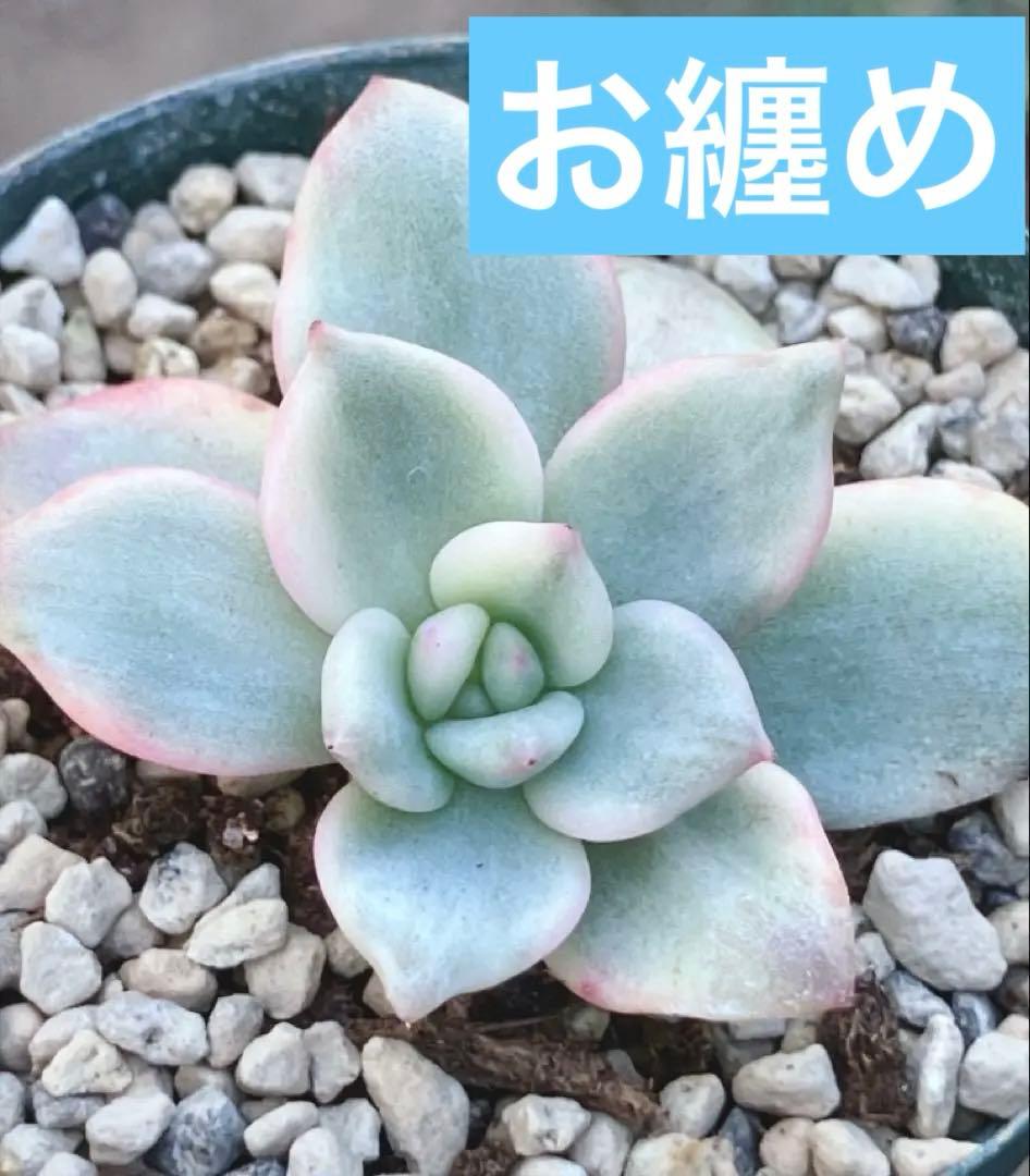多肉植物　アリエル錦　抜き苗
