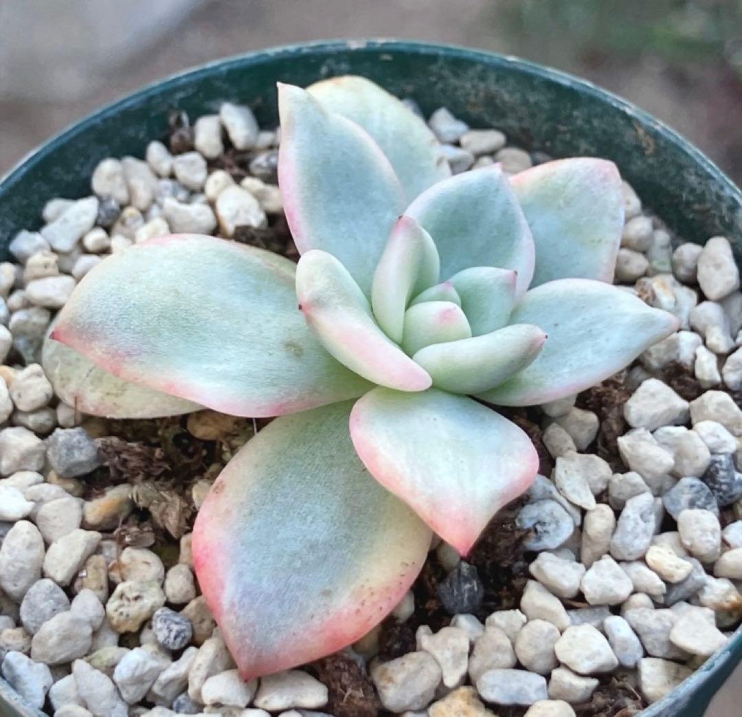 多肉植物　アリエル錦　抜き苗