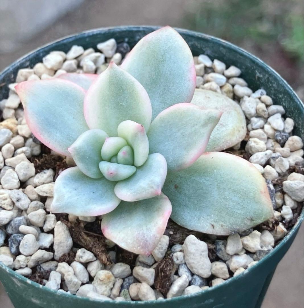 多肉植物　アリエル錦　抜き苗