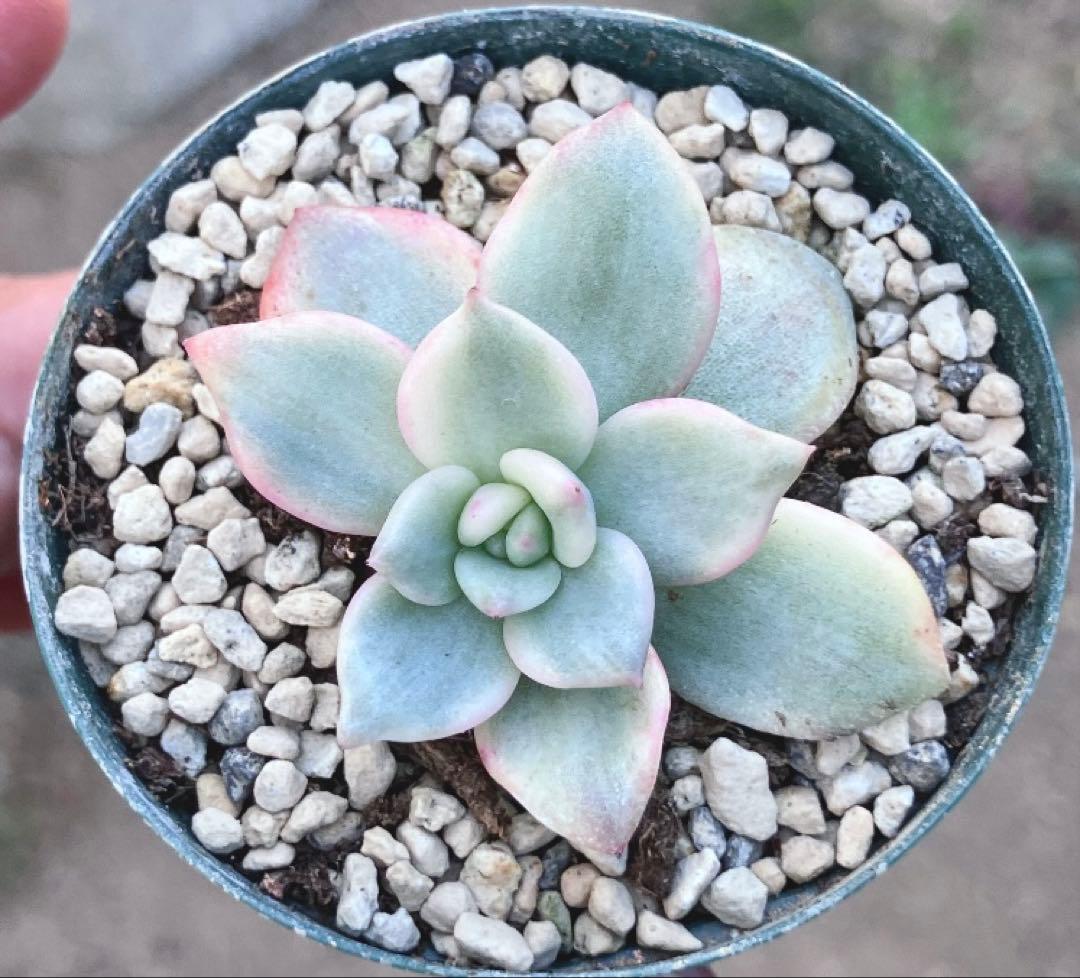 多肉植物　アリエル錦　抜き苗