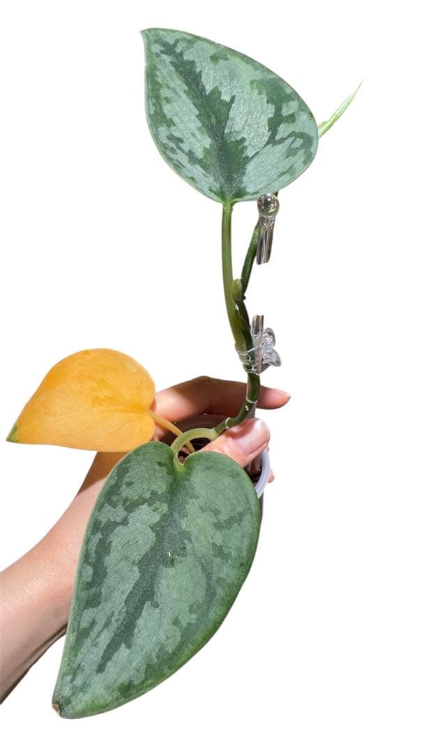 Scindapsus Python スキンダプサス　パイソン