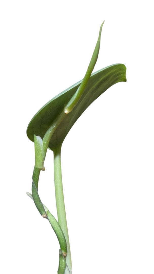 Scindapsus Python スキンダプサス　パイソン