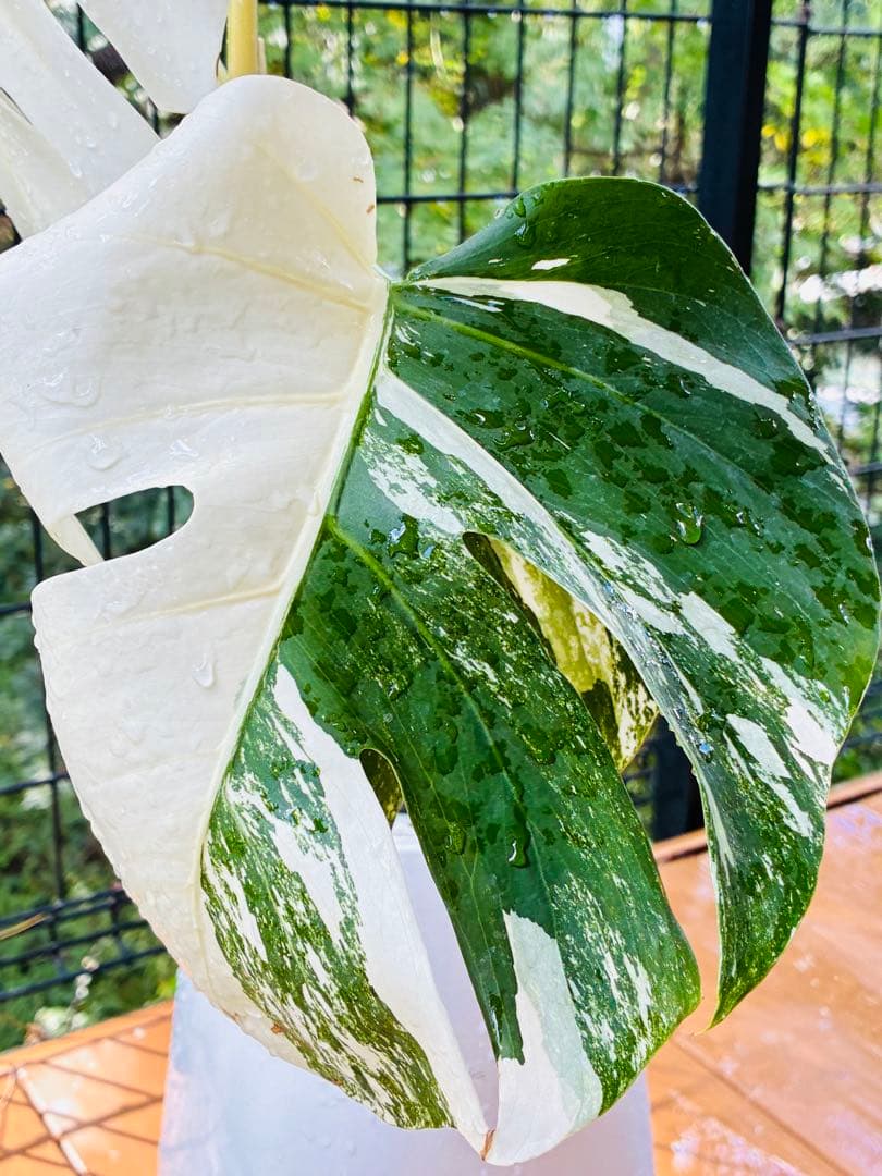 【5鉢セット 】ボルシギアナ ホワイトタイガ