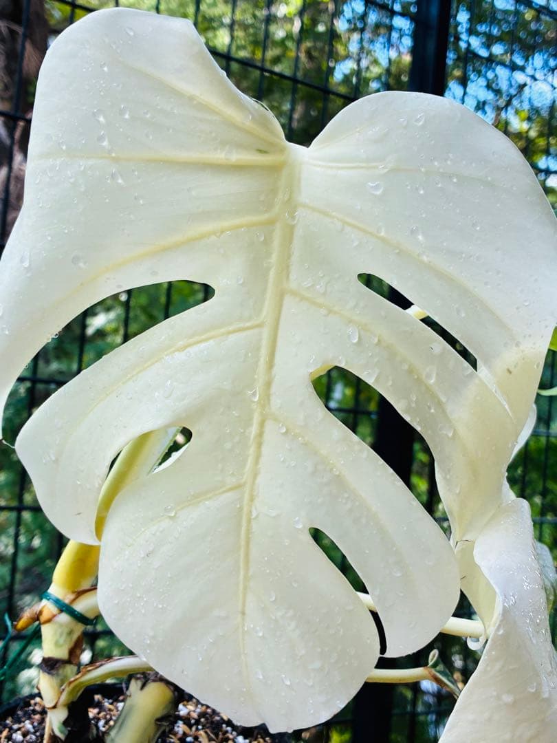 【5鉢セット 】ボルシギアナ ホワイトタイガ