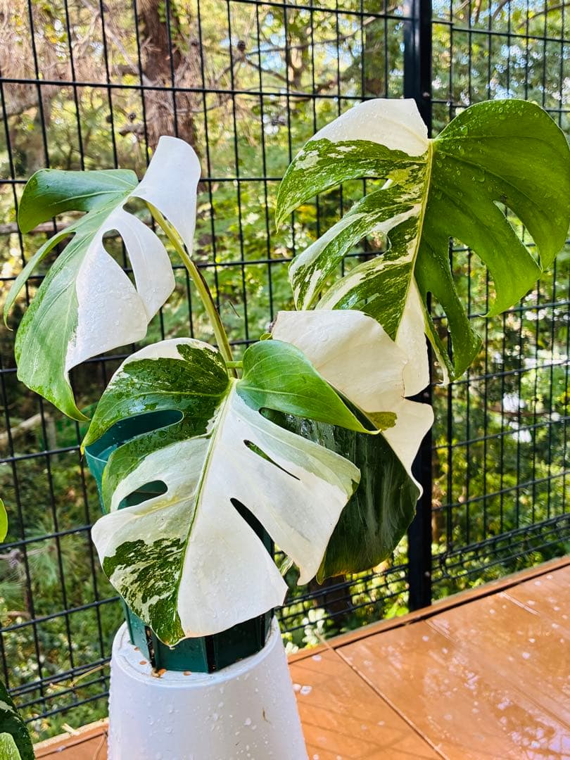 【5鉢セット 】ボルシギアナ ホワイトタイガ