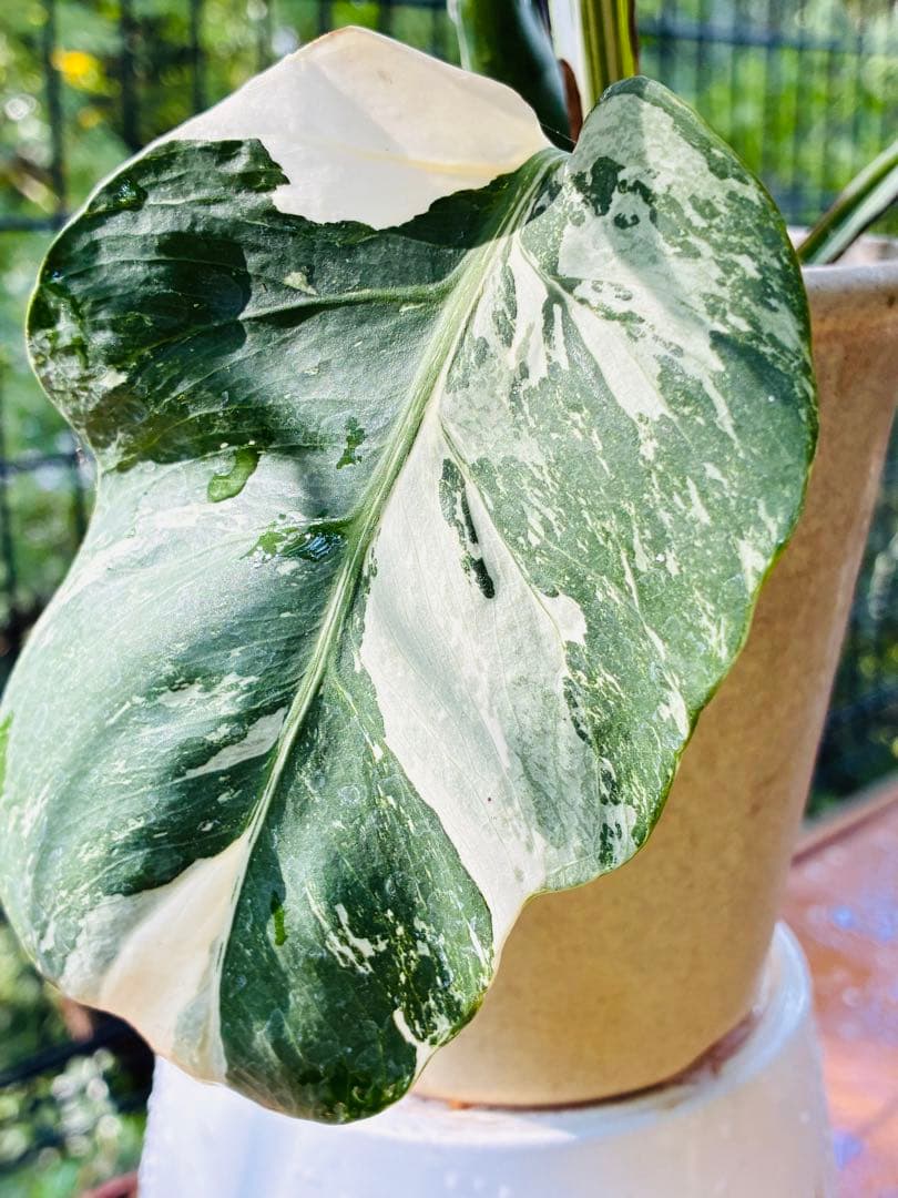 【5鉢セット 】ボルシギアナ ホワイトタイガ