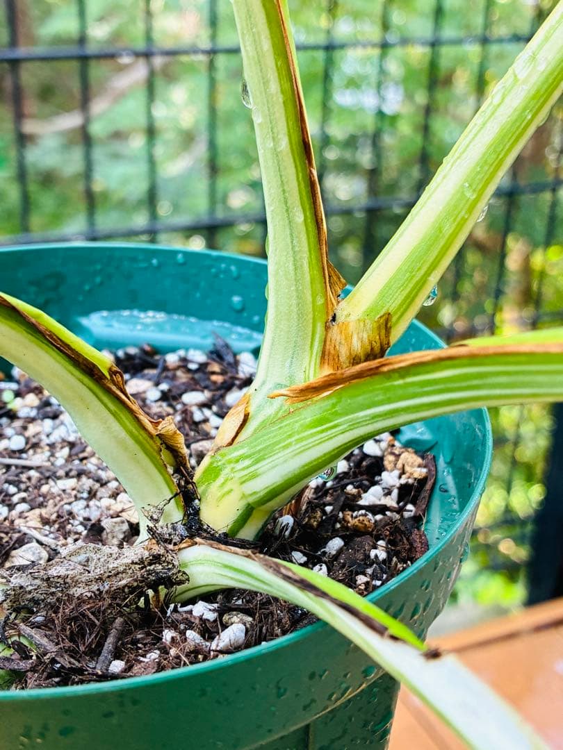 【5鉢セット 】ボルシギアナ ホワイトタイガ