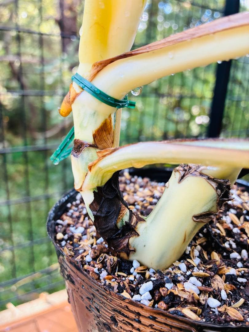 【5鉢セット 】ボルシギアナ ホワイトタイガ