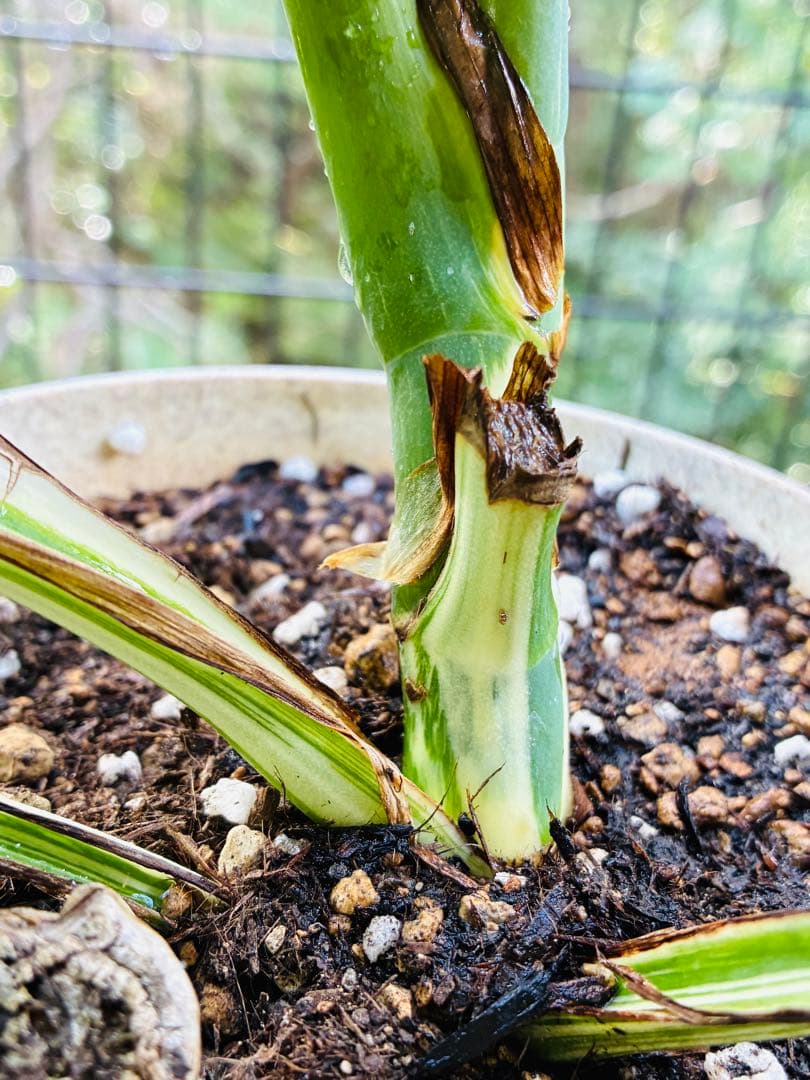 【5鉢セット 】ボルシギアナ ホワイトタイガ