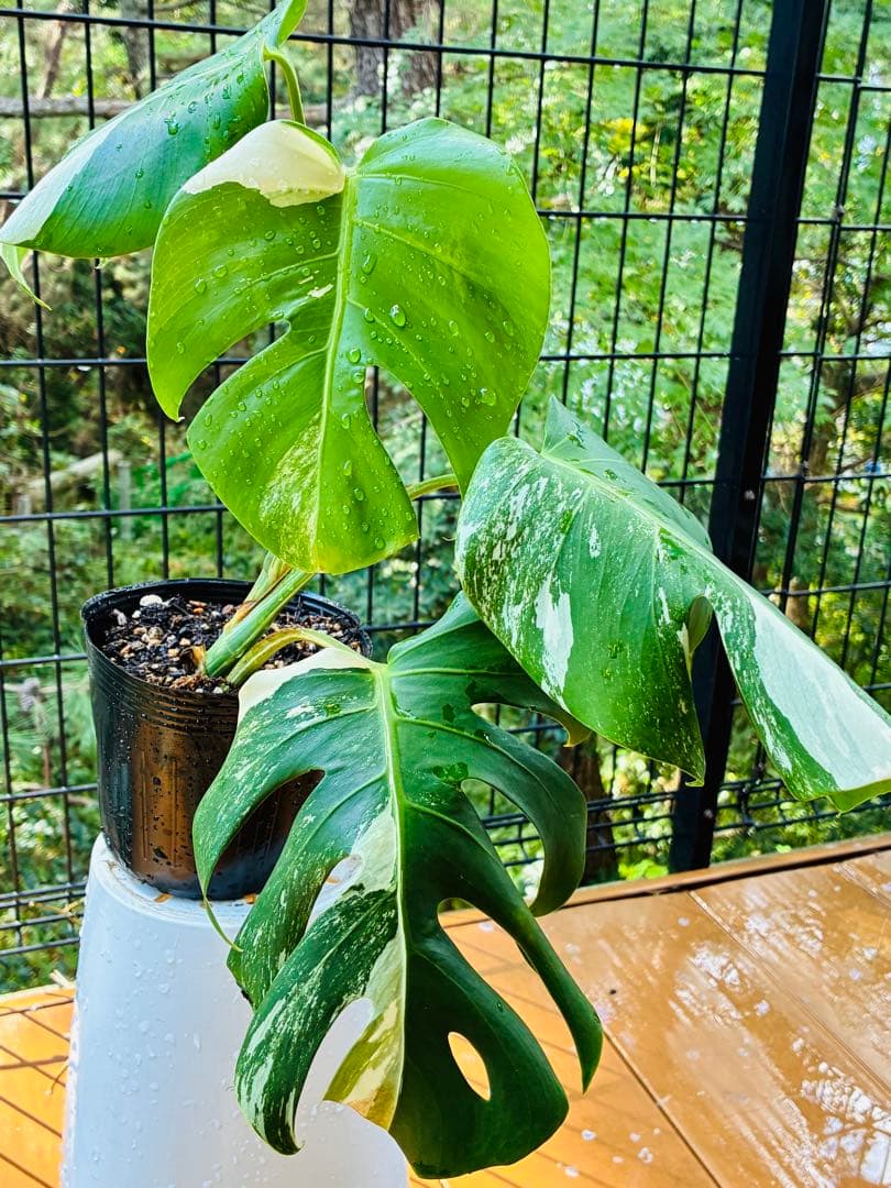 【5鉢セット 】ボルシギアナ ホワイトタイガ