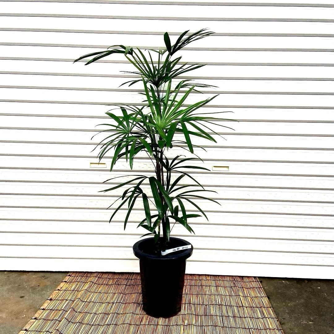 No. 85 シュロチク　棕櫚竹　H110