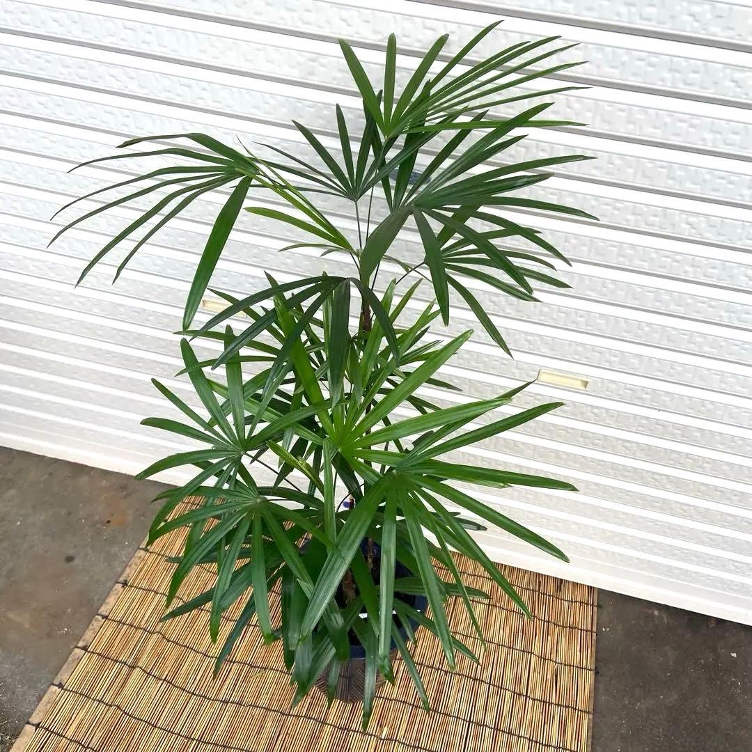 No. 85 シュロチク　棕櫚竹　H110