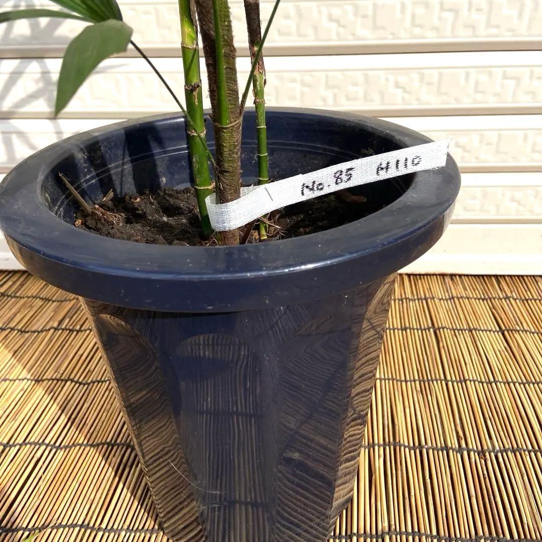 No. 85 シュロチク　棕櫚竹　H110