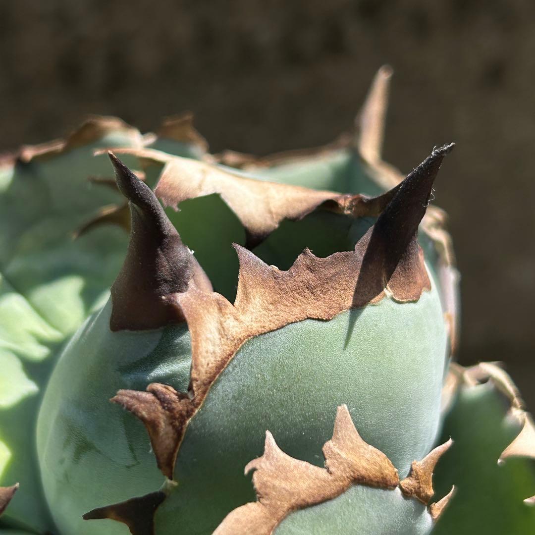 S*K様 アガベ　ブルー　ビースト