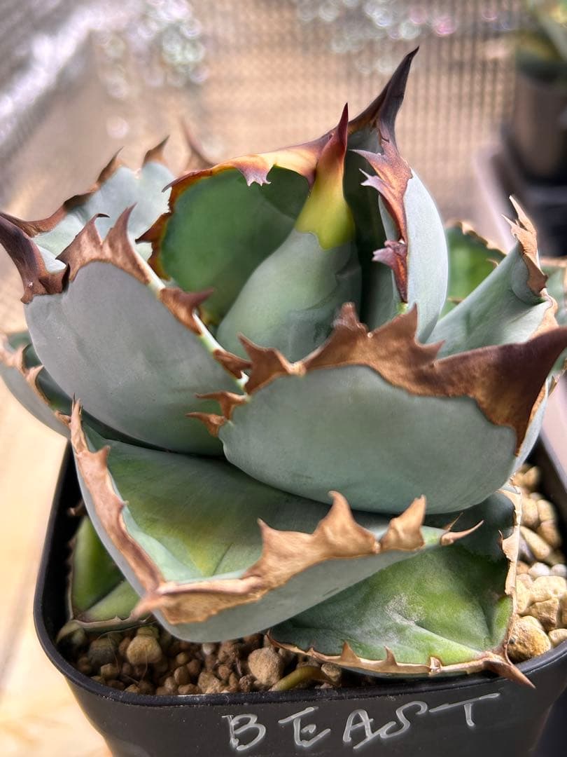 S*K様 アガベ　ブルー　ビースト