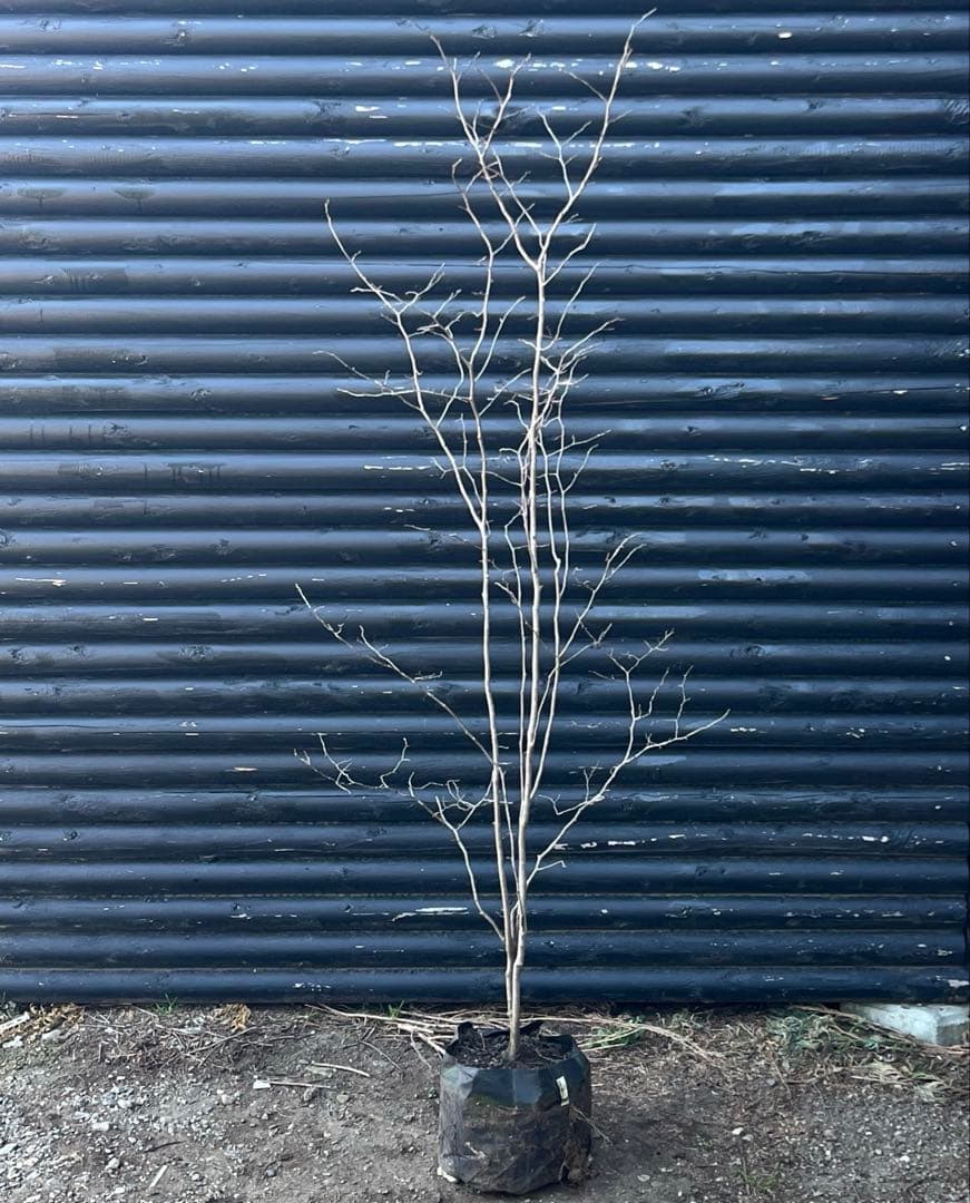 山採り天然　ナツハゼ　2