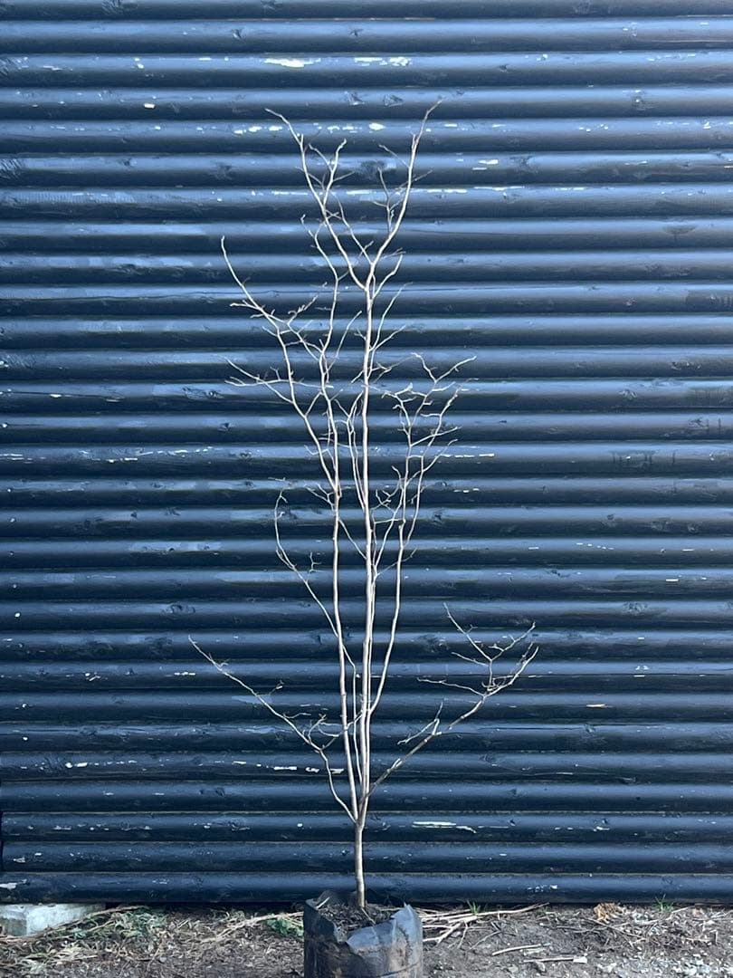 山採り天然　ナツハゼ　2