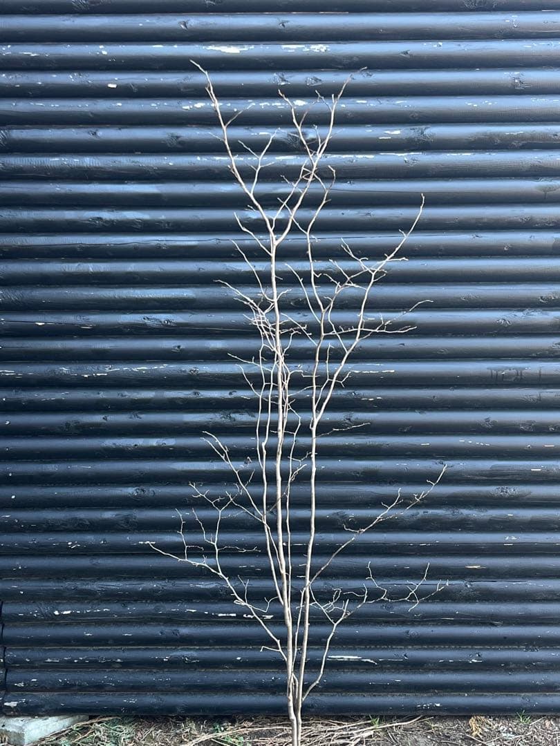 山採り天然　ナツハゼ　2