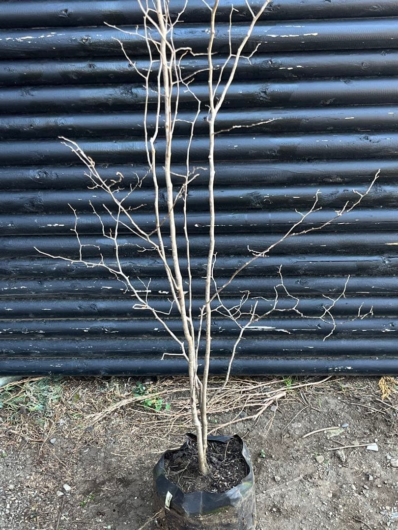 山採り天然　ナツハゼ　2