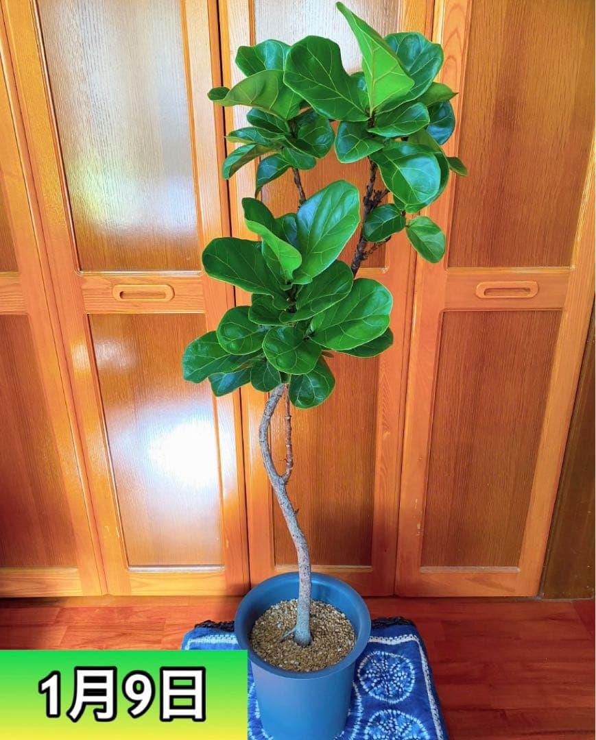フィカスバンビーノ カシワバゴム 高さ130cm