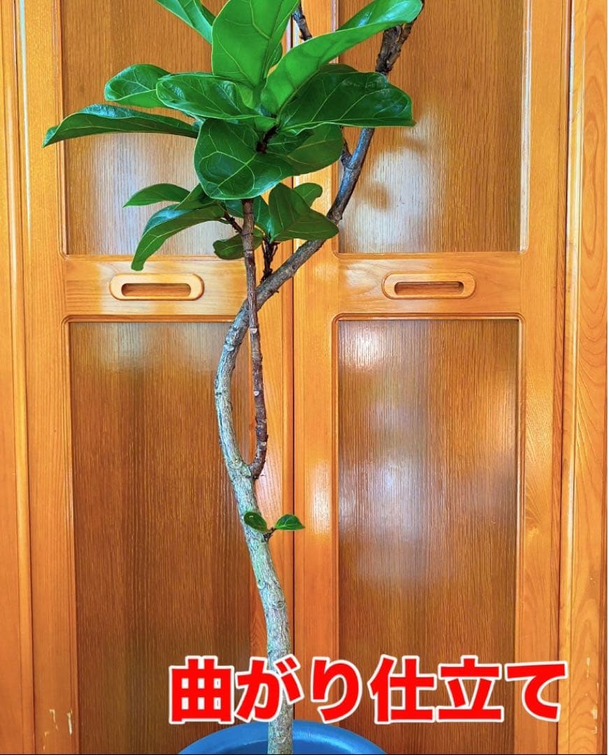 フィカスバンビーノ カシワバゴム 高さ130cm