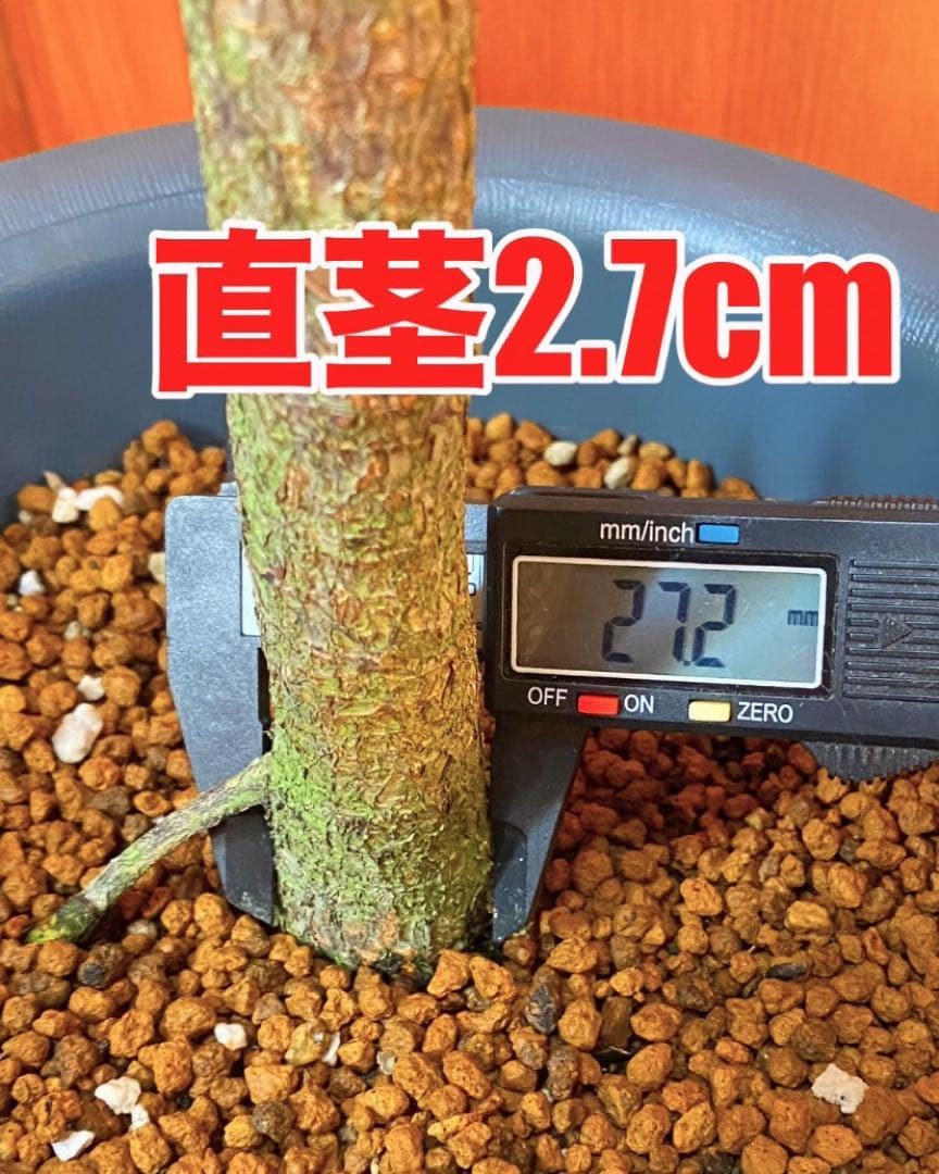 フィカスバンビーノ カシワバゴム 高さ130cm