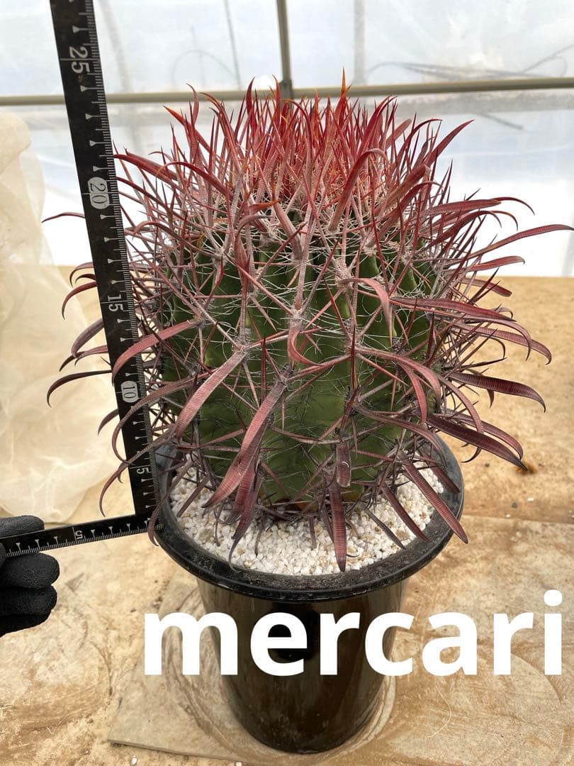 サボテン フェロカクタス 神仙玉