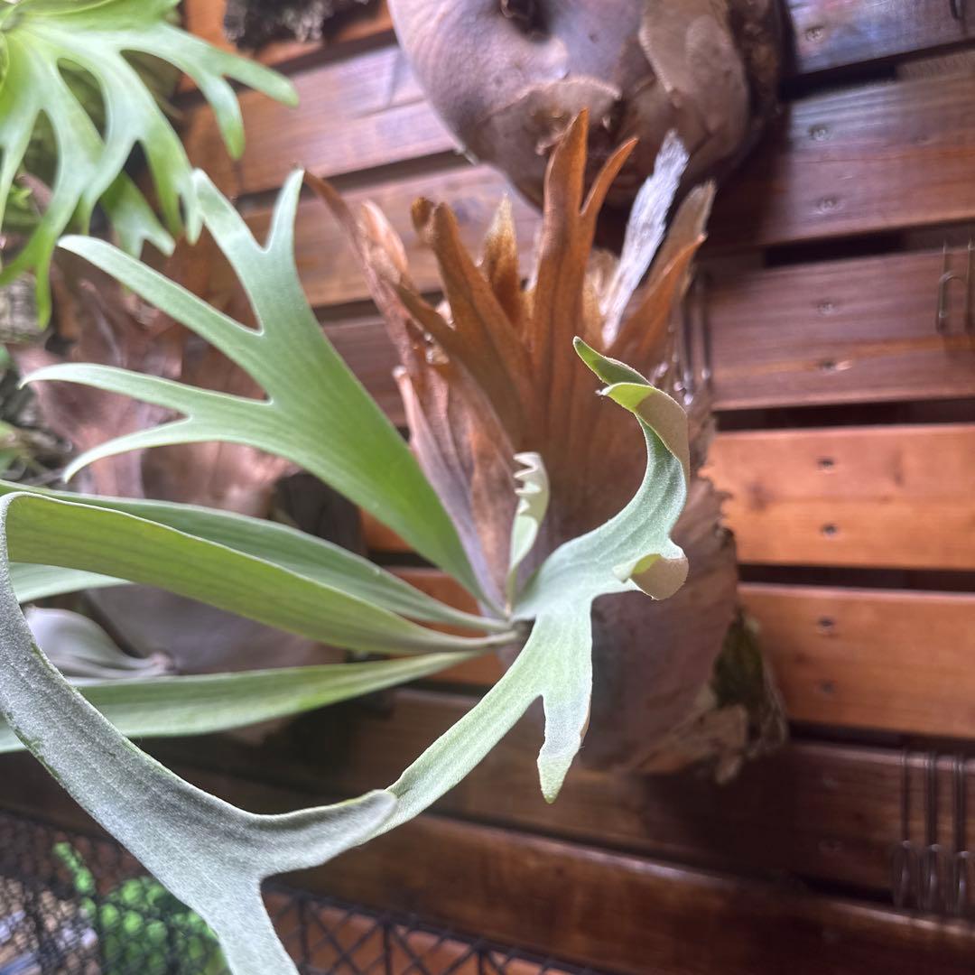 ビカクシダ ホワイトホーク